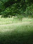 Turkeys in a Field