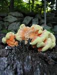 Laetiporus Sulphureas (Chicken of the Woods)
