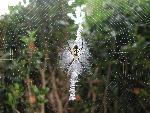 Yellow Garden Spider
