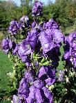 Monkshood