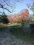Path in Fall