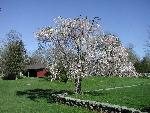 Weeping Cherry