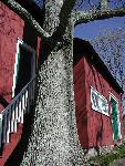 Weir Studio and Tree
