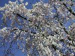 Weeping Cherry Blossoms