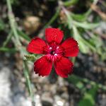 Dianthus Deltiodes (Maiden Flower)