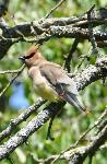 Cedar Waxwing at Weir Farm National Historic Site