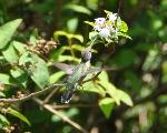 Ruby-throated Hummingbird