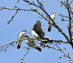 Eastern Kingbirds
