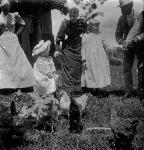Chickens