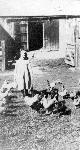 Girl with Chickens in the Barnyard