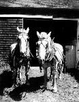 Horses