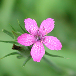 A purple wildflower in a field at Weir Farm NHS.