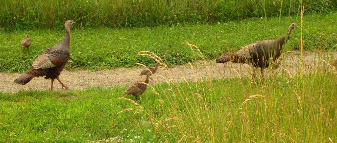 Turkeys