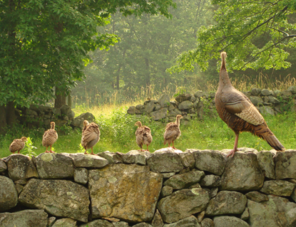 Turkey and poults