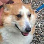 March Visitor of the Month; George