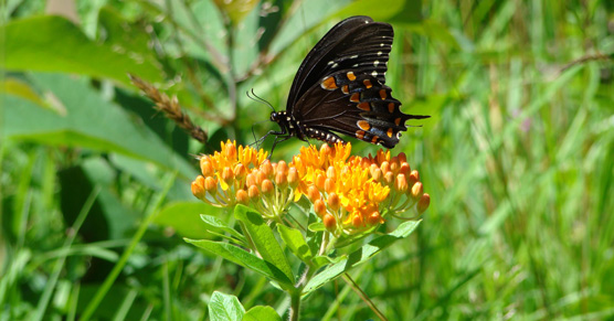 A Black Swallowtail lands on Butterfly Weed at Weir Farm National Historic Site. A Black Swallowtail lands on Butterfly Weed at Weir Farm National Historic Site.