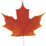 Maple Leaf