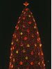 2006 National Christmas Tree (Photo by Rob Stern)