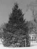 1935 National Christmas Tree (Photo by Theodor Horydczak, Library of Congress, Prints and Photographs Division)
