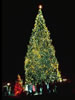 1970 National Christmas Tree (Photo by Aldon Nielson)