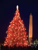 1971 National Christmas Tree (Photo by Aldon Nielson)