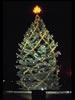 1973 National Christmas Tree (Photo by Aldon Nielson)