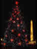 1981 National Christmas Tree (Photo by Aldon Nielson) 1981 National Christmas Tree (Photo by Aldon Nielson)