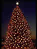 1989 National Christmas Tree (Photo by Aldon Nielson)