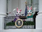Official White House Bunnies