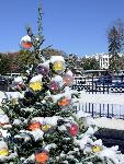 02 National Christmas Tree