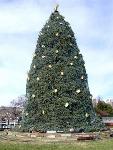 2008 Lighting of the National Christmas Tree
