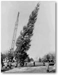 1956 National Christmas Tree