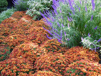 View assorted mums and plants in the Children's Garden