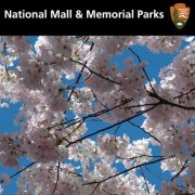 Facebook badge for the National Mall and Memorial Parks showing blossoming cherry trees.