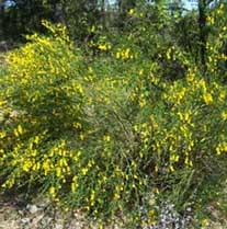 The invasive plant Scotch Broom growing in the park