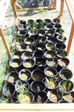 Plants growing from seedbank samples in growing pots.