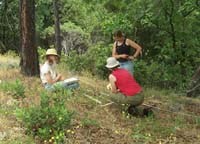 NPS technicians reading a shaded fuelbreak vegetation plot.