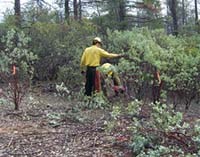 firefighters hand thinning shrubs