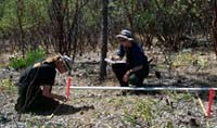 Researchers collecting vegetation data.