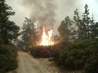 Fire burns in tree snag near top of Shasta Bally Road