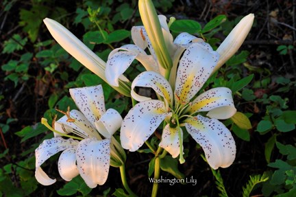 Washington lily from Whiskeytown