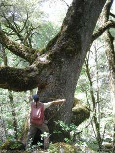 A research assistant measuring the diameter of a Canyon Live Oak