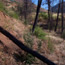 Bull thistle invading the French Fire area
