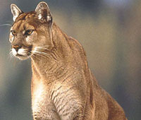 Mountain Lion. Mountain Lion.