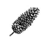 Sketch of a sugar pine cone.