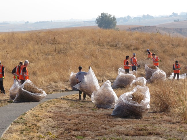 A group of people wearing orange safety vests and one person in a grey t-shirt saying NPS are working in a yellowing tall grass field with large clear garbage bags of yellowed plant material