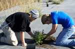 Two students plant small shrub along Doan Creek