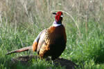 male ring-necked pheasant