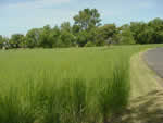 Lush green grass