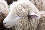 close-up of a sheep